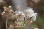 American burnweed